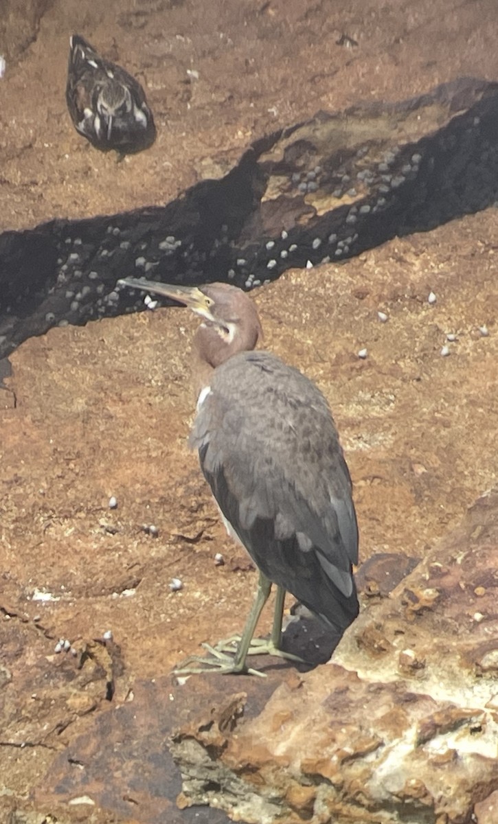 Tricolored Heron - ML638514111