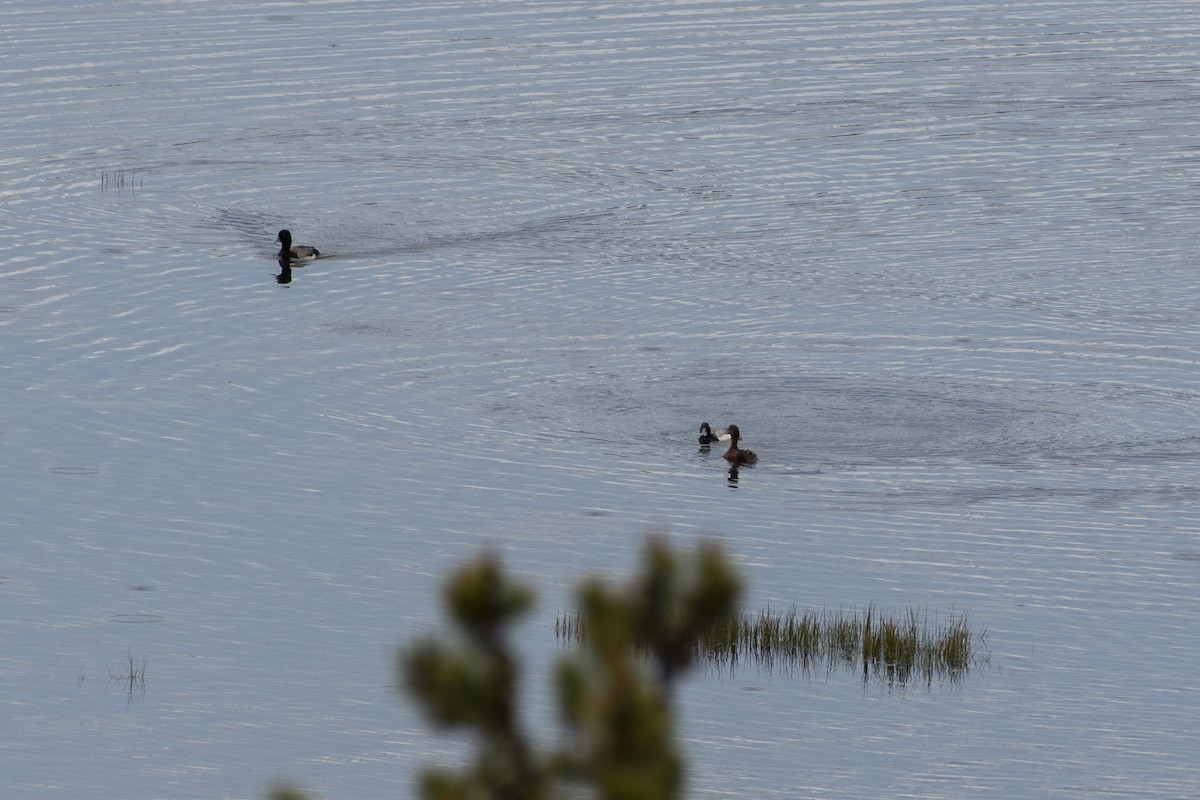 Greater/Lesser Scaup - ML638514126