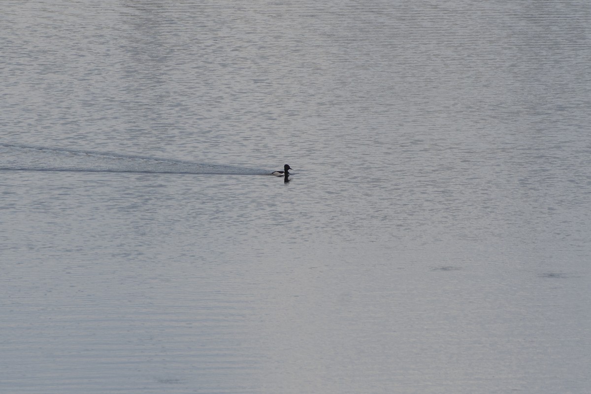 Ring-necked Duck - ML638514133