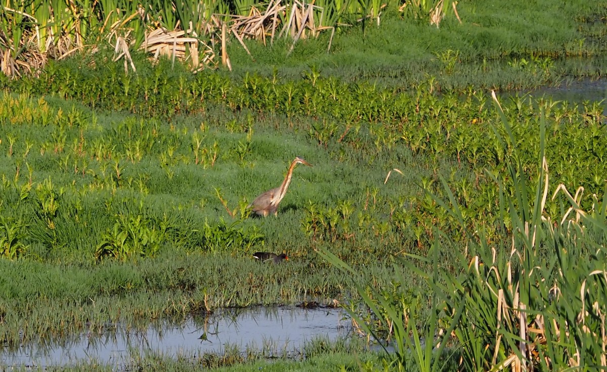 Purple Heron - ML638514135