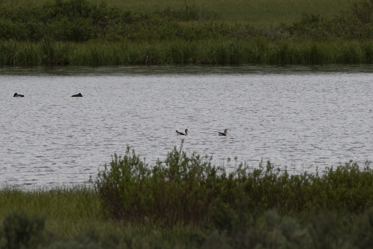 American Avocet - ML638514140