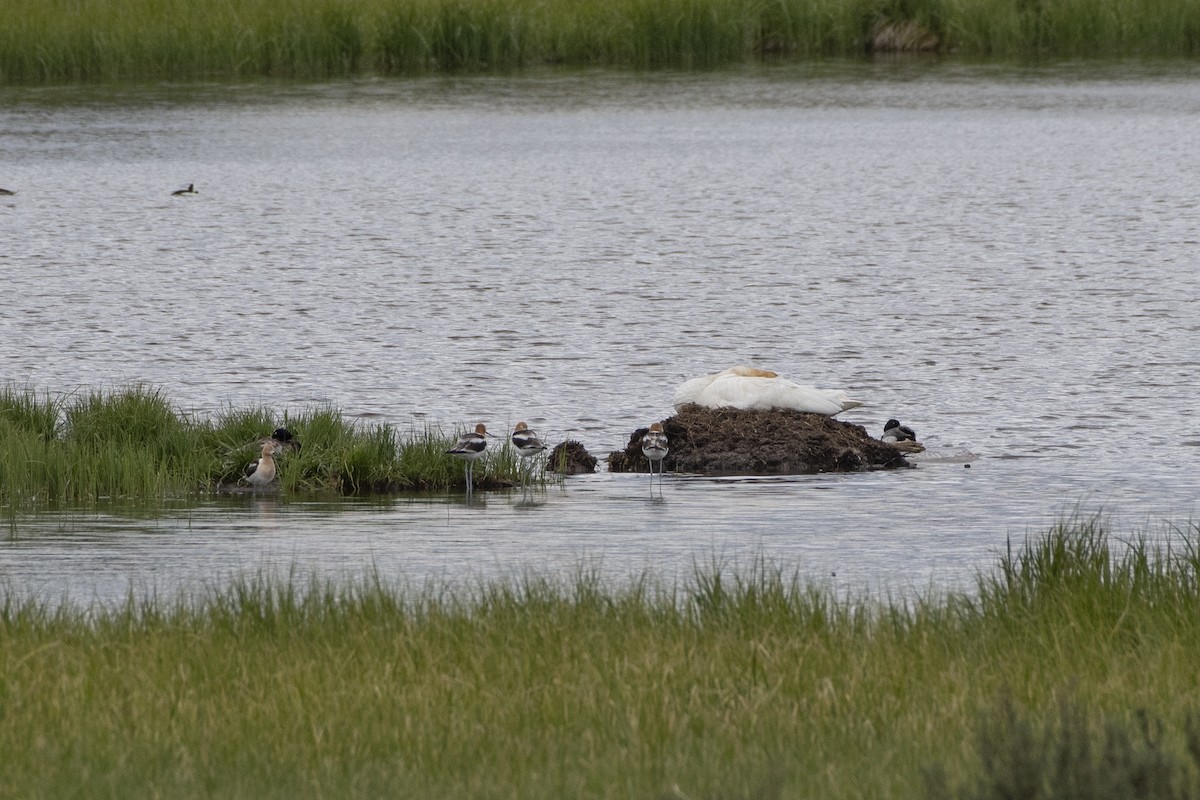American Avocet - ML638514143