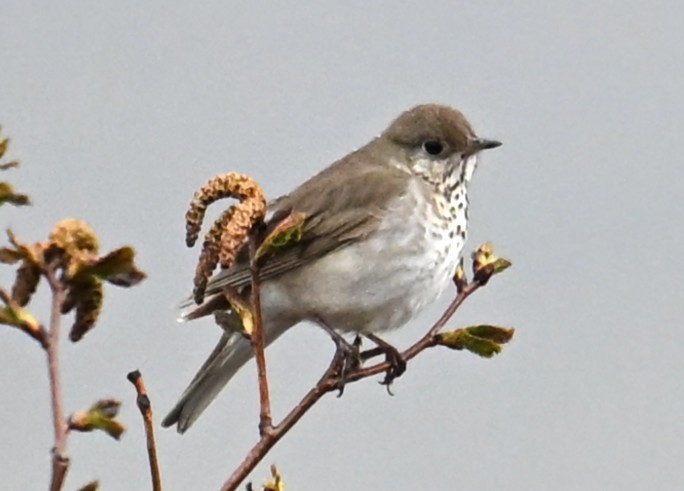Gray-cheeked Thrush - ML638514148