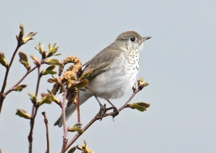 Gray-cheeked Thrush - ML638514149