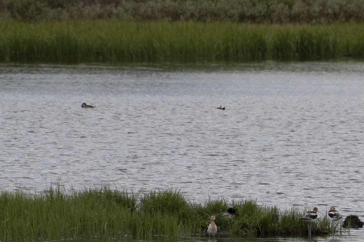 Bufflehead - ML638514150
