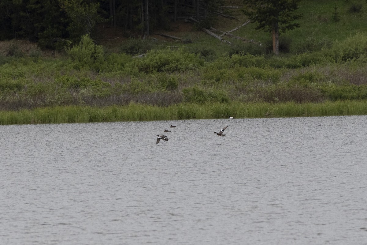 American Wigeon - ML638514174