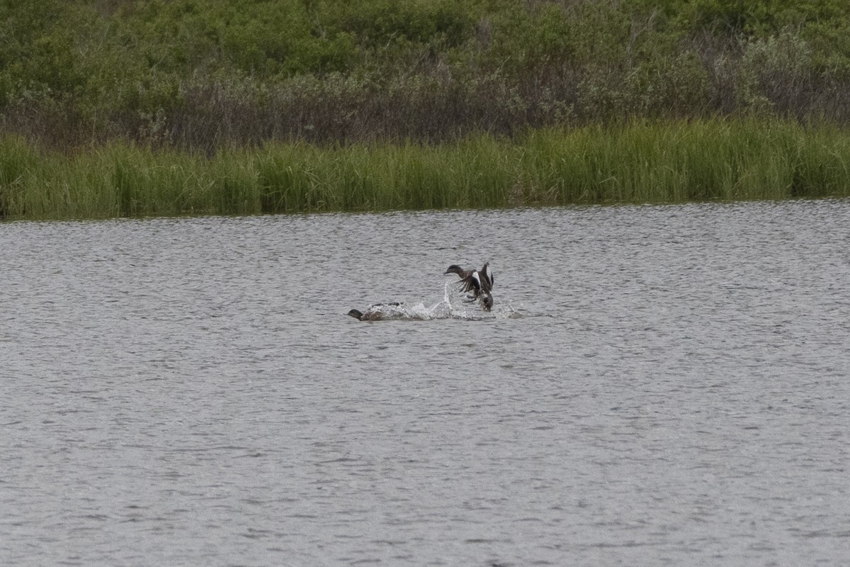 American Wigeon - ML638514176