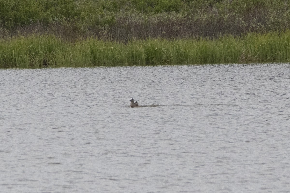American Wigeon - ML638514177