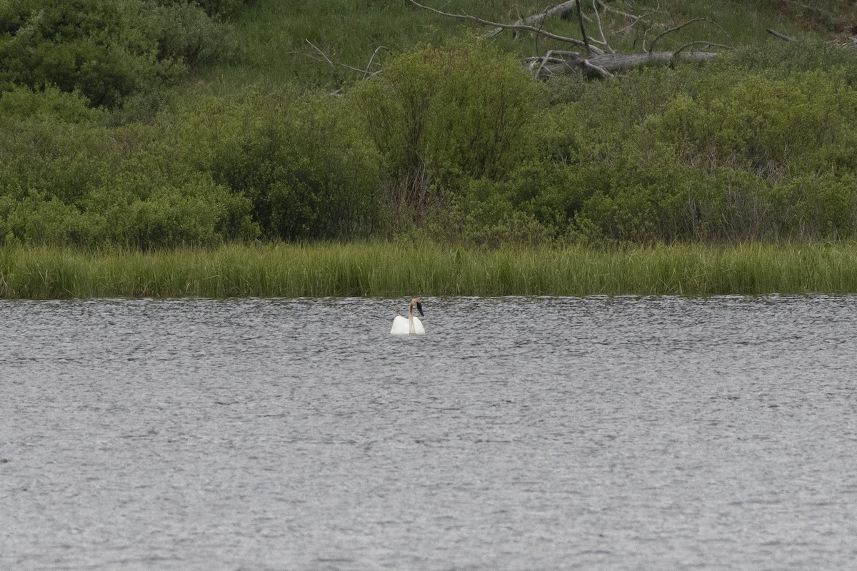 Trumpeter Swan - ML638514183