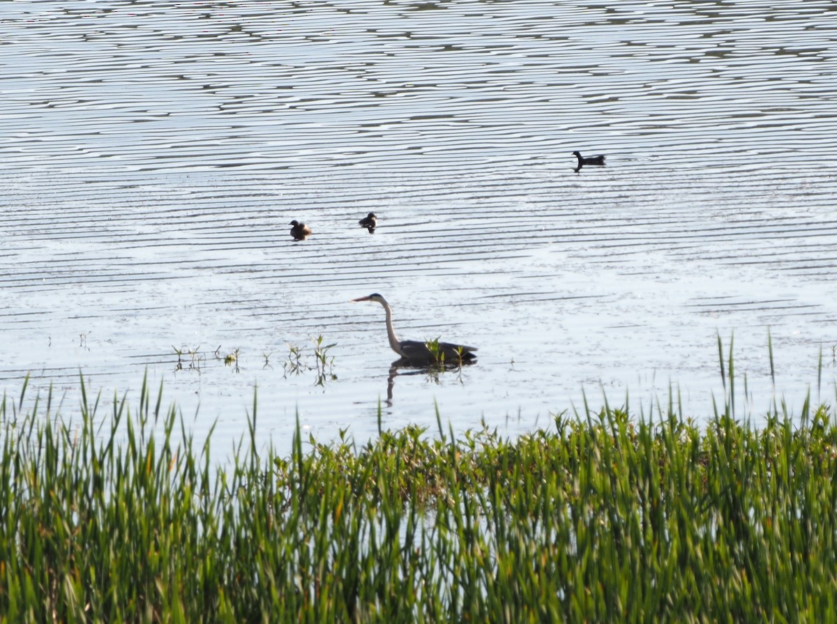 Gray Heron - ML638514207