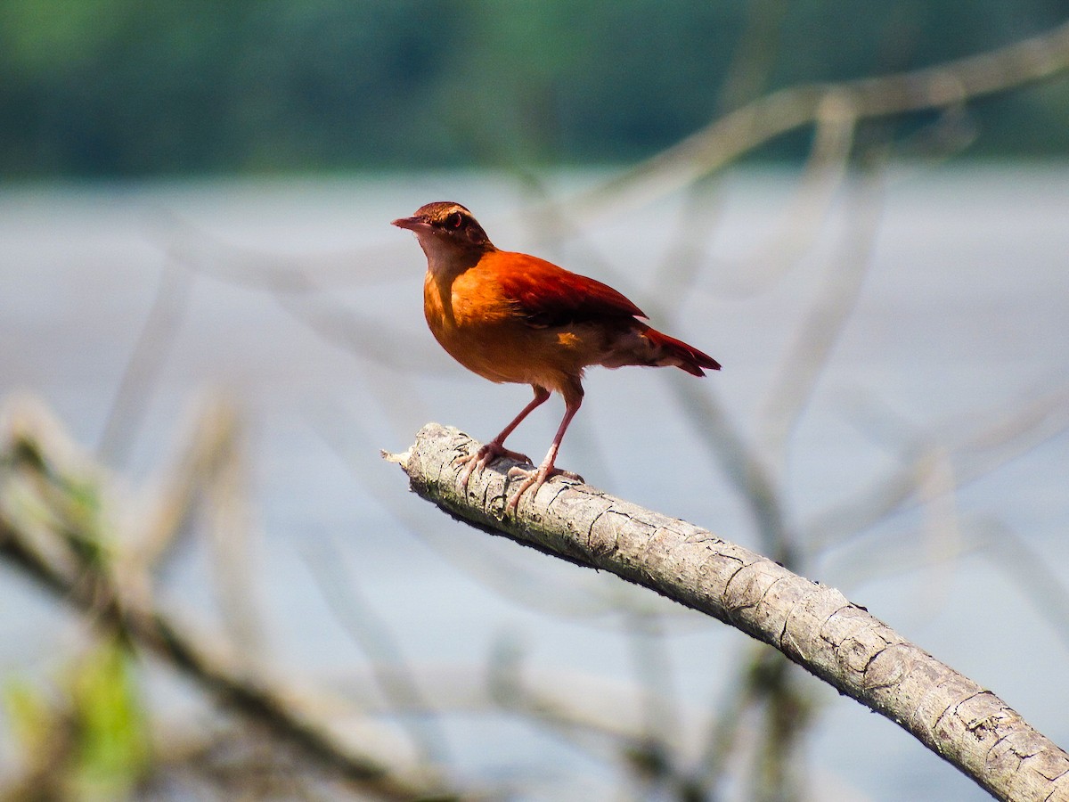 Pale-billed Hornero - ML638514208