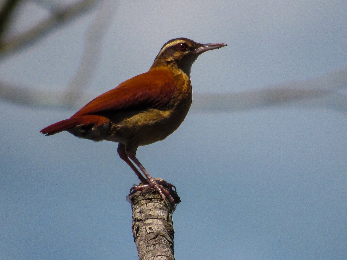Pale-billed Hornero - ML638514209