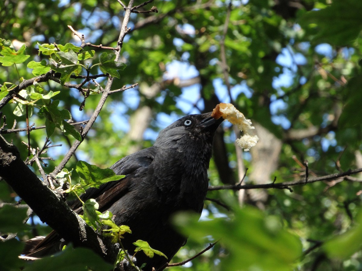 Eurasian Jackdaw - ML638514213