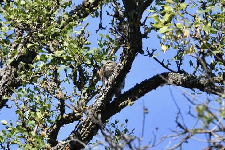 Northern Pygmy-Owl - ML638514219