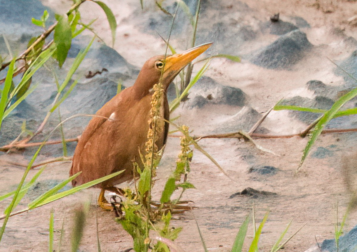 Cinnamon Bittern - ML638514226