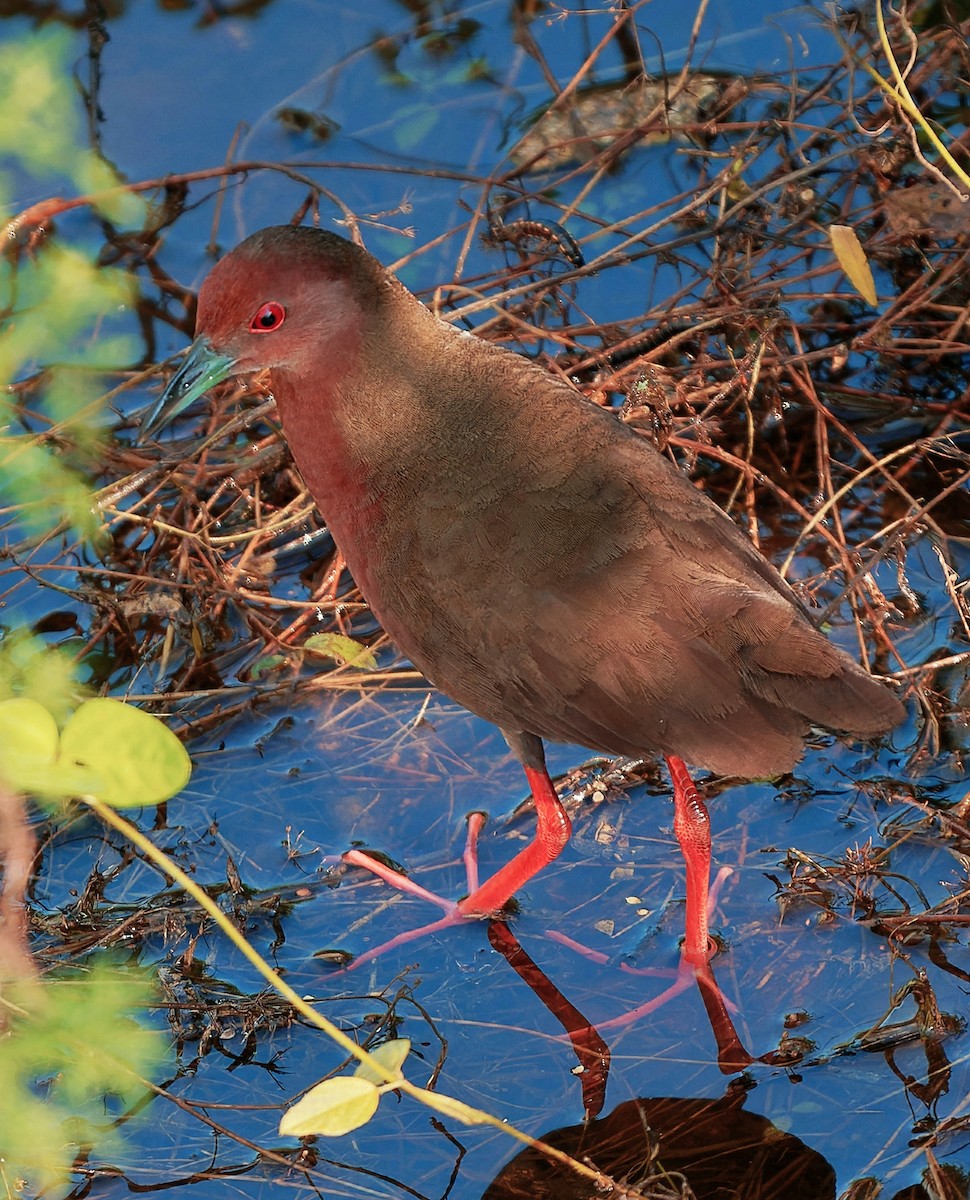 Ruddy-breasted Crake - ML638514252