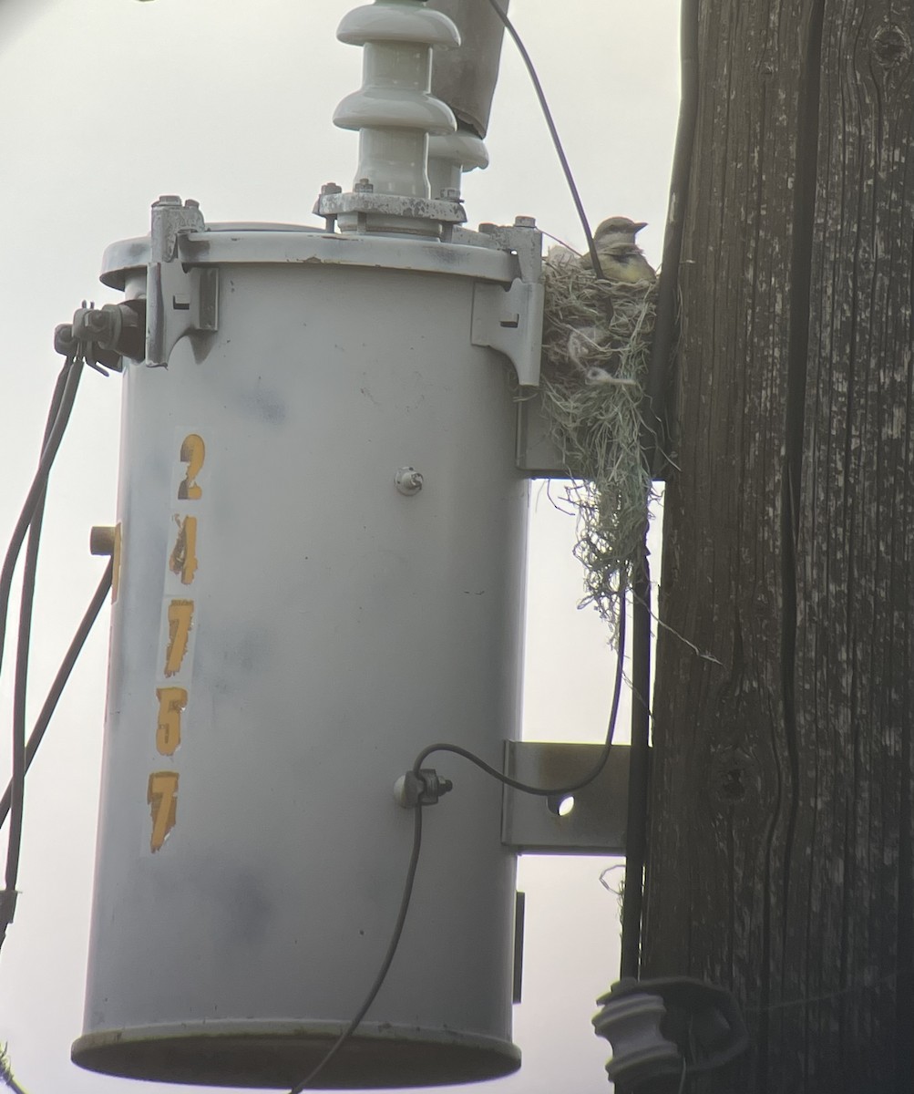 Western Kingbird - ML638514317