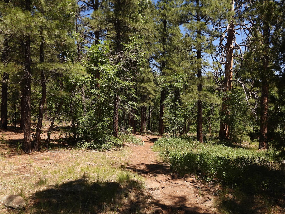 null - ML638514331