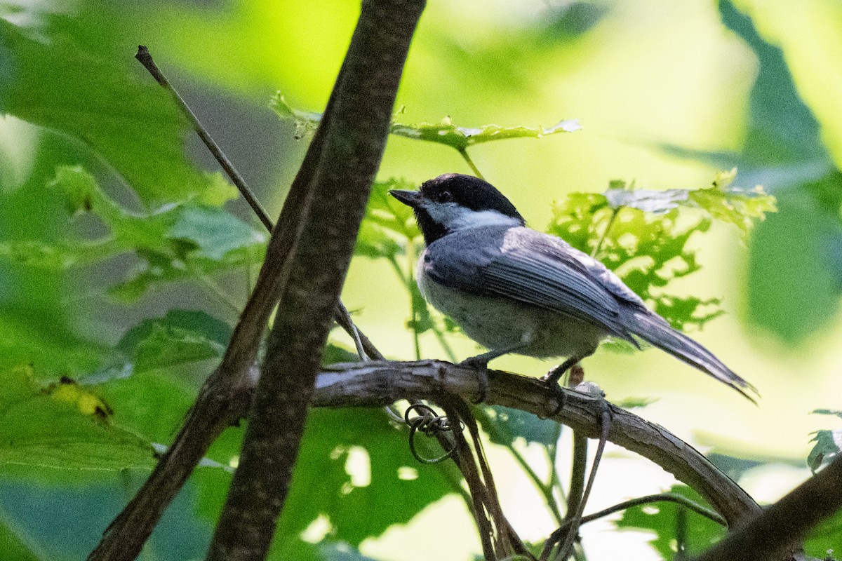 Carolina Chickadee - ML638514337