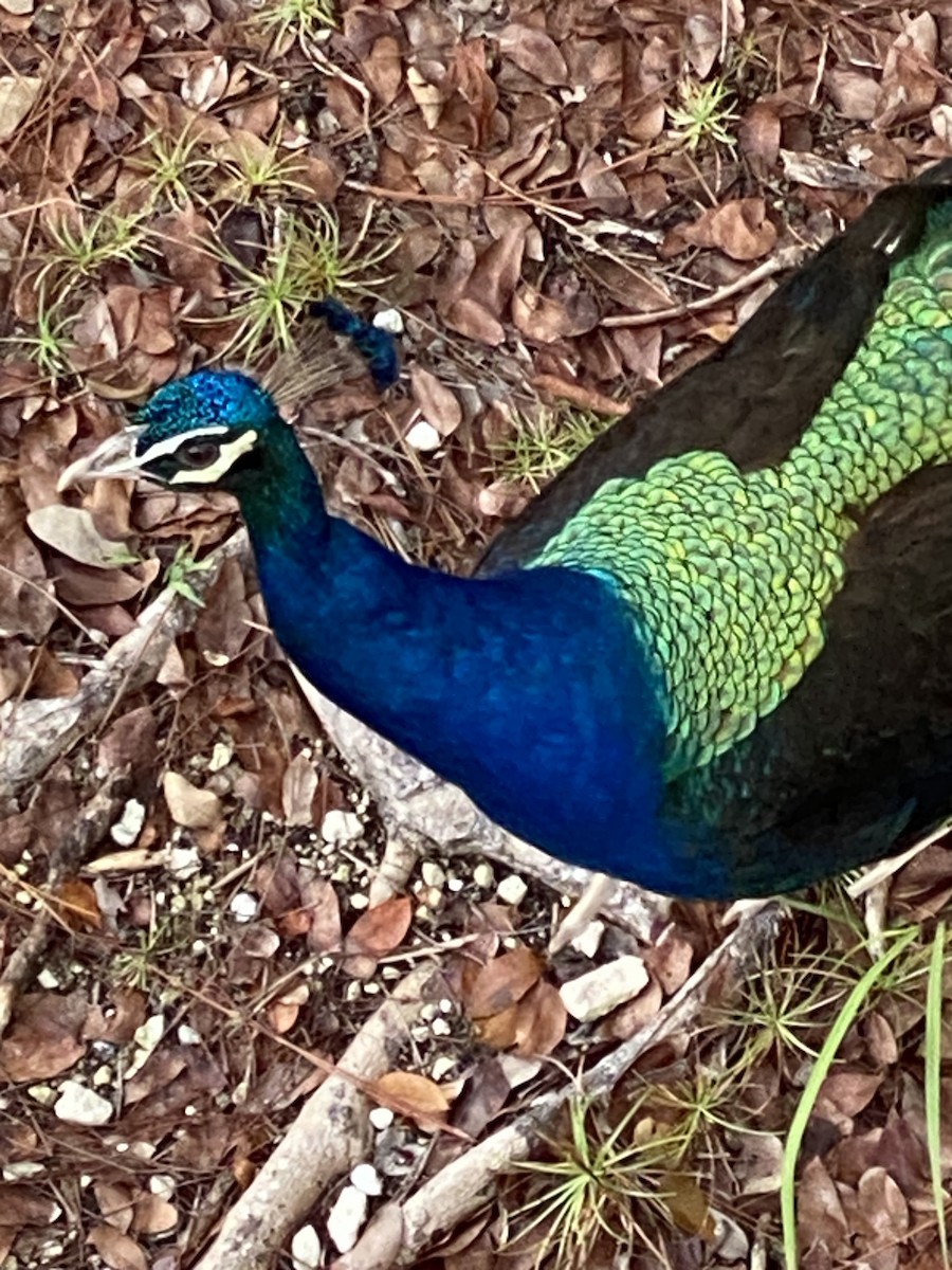 Indian Peafowl - ML638514398