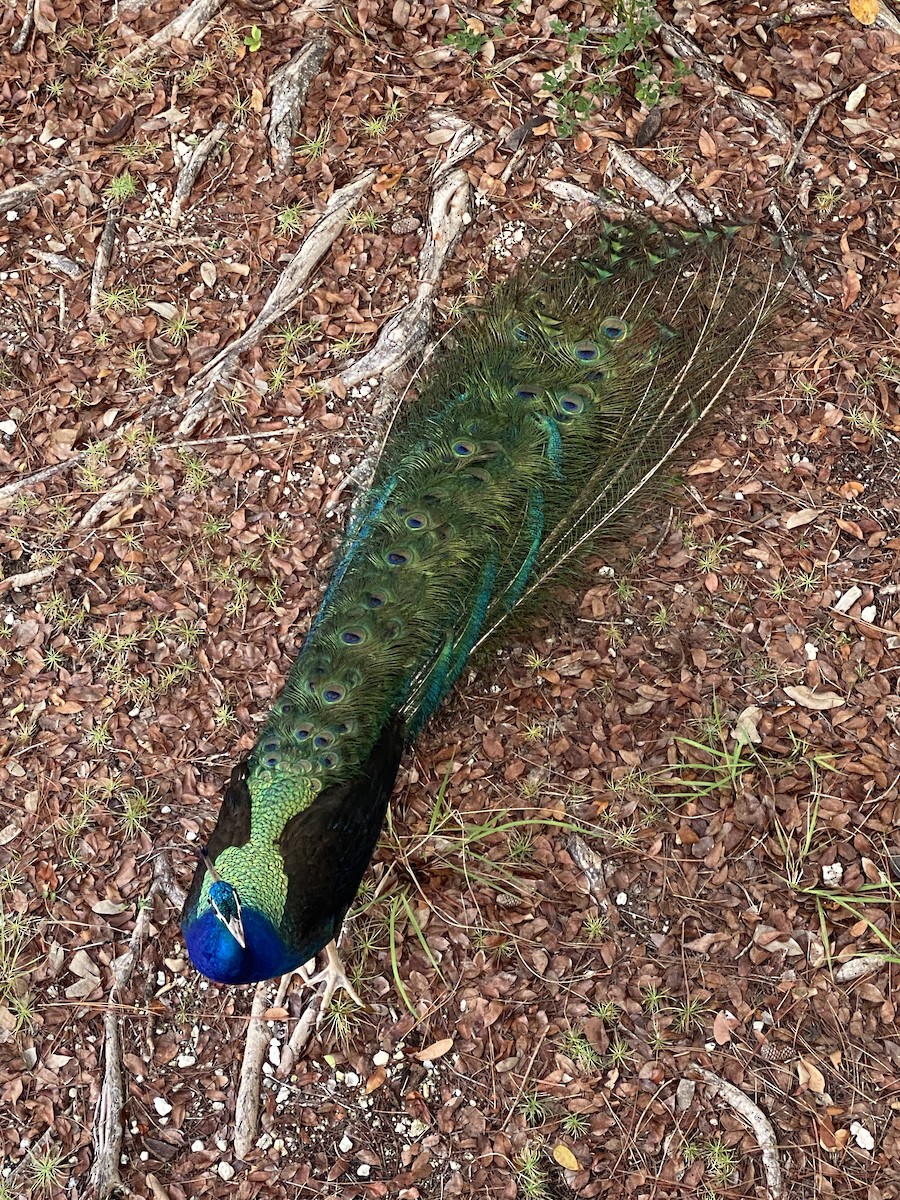 Indian Peafowl - ML638514401