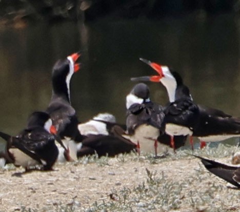Black Skimmer - ML638514412