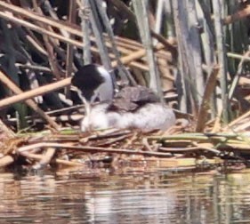 Clark's Grebe - ML638514423