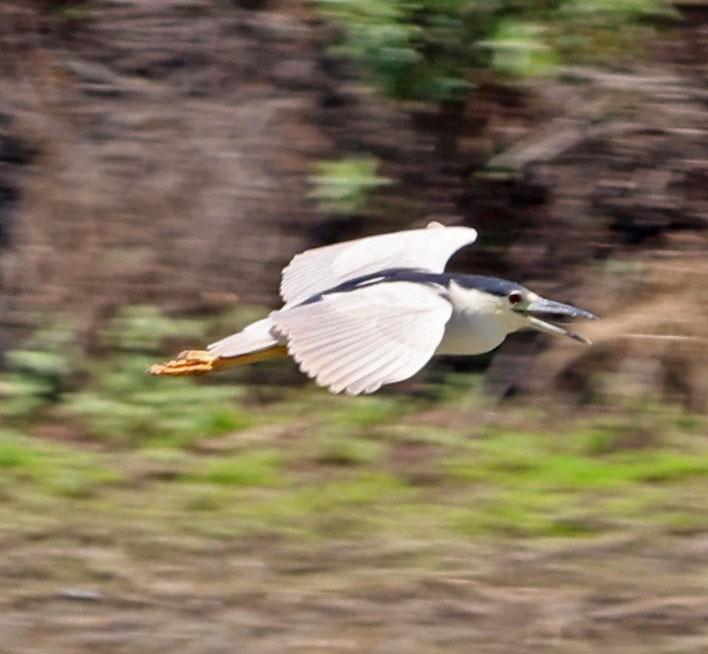 Black-crowned Night Heron - ML638514441