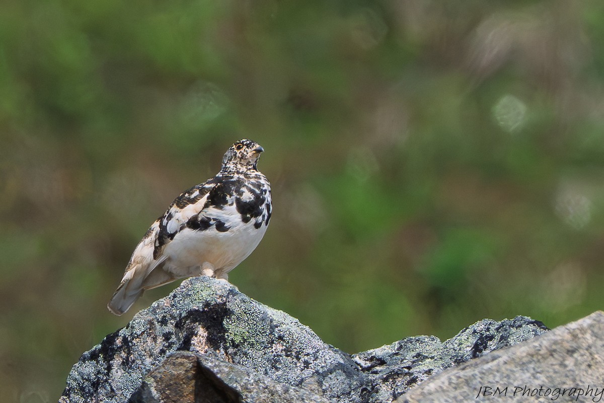 White-tailed Ptarmigan - ML638514445