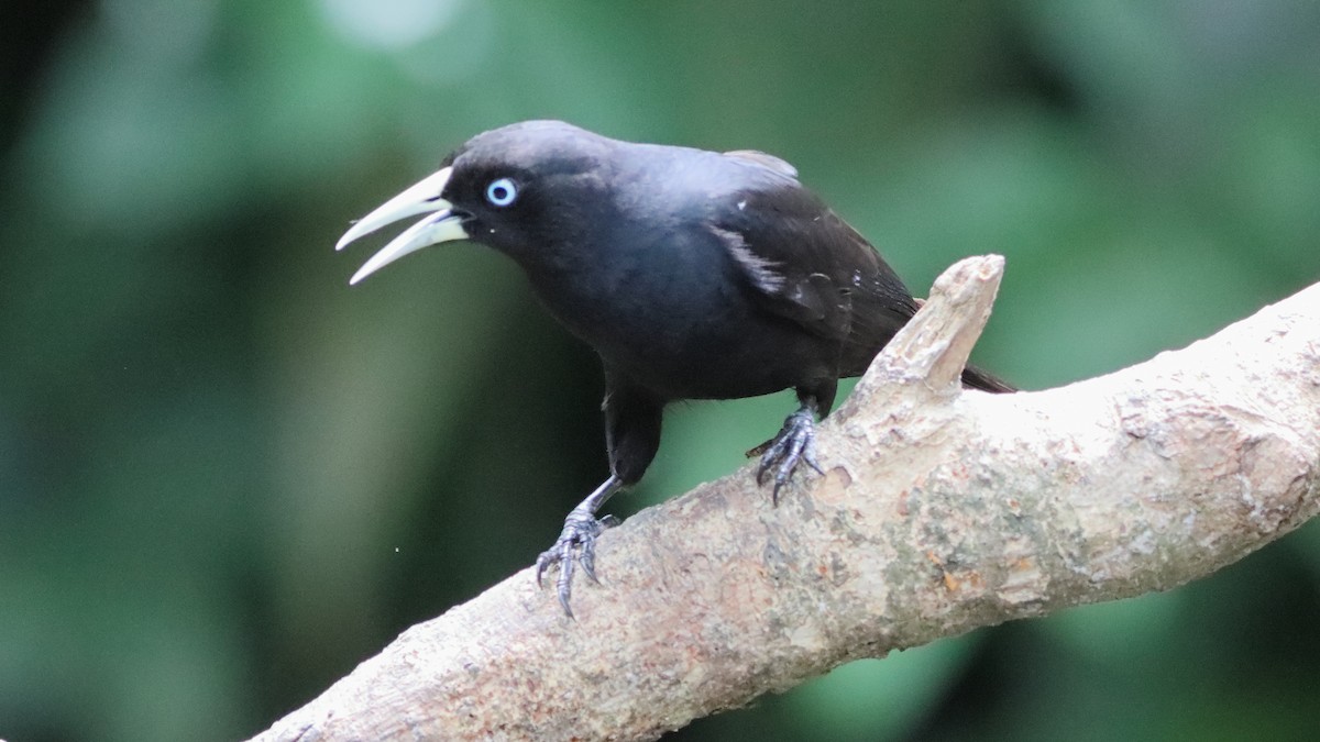 Scarlet-rumped Cacique - ML638514469
