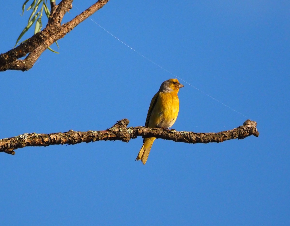 Cape Canary - ML638514473