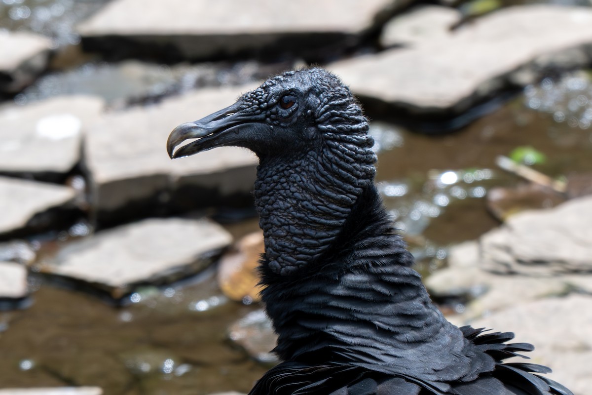 Black Vulture - ML638514482