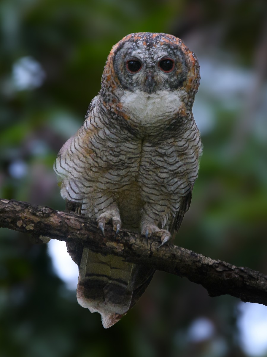 Mottled Wood-Owl - ML638514484