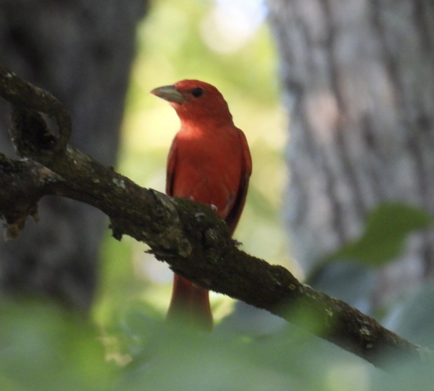 Summer Tanager - ML638514485