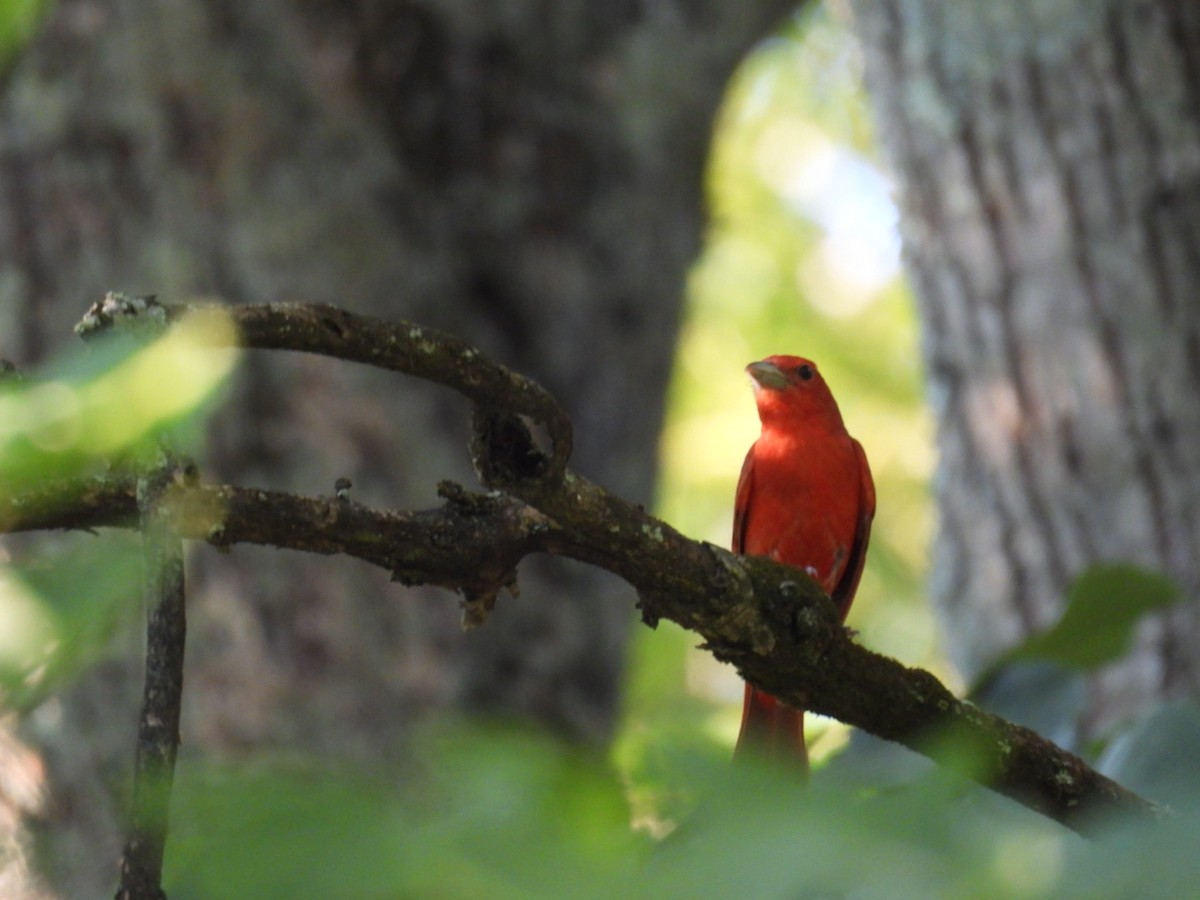 Summer Tanager - ML638514486