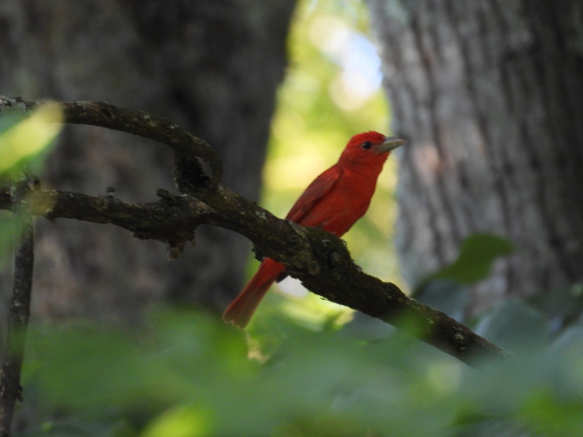 Summer Tanager - ML638514487