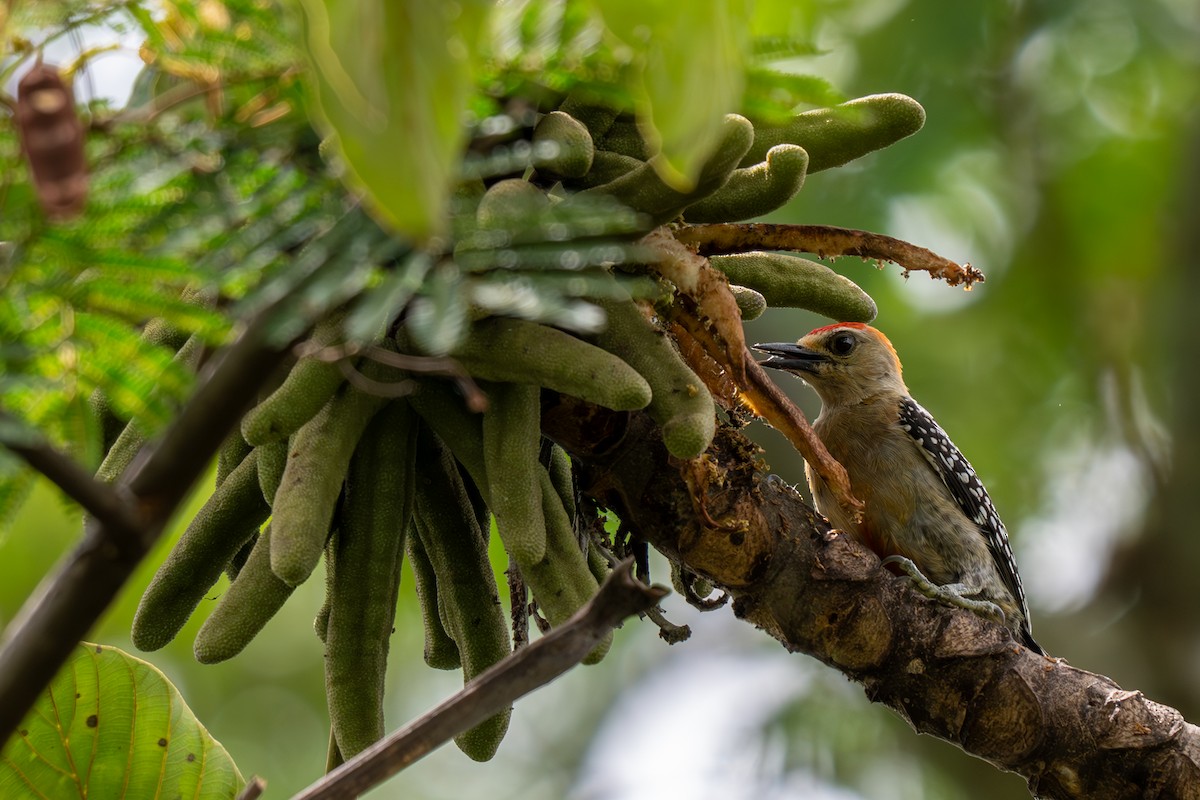 Red-crowned Woodpecker - ML638514491