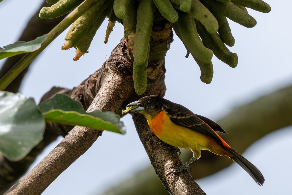 Flame-rumped Tanager - ML638514501