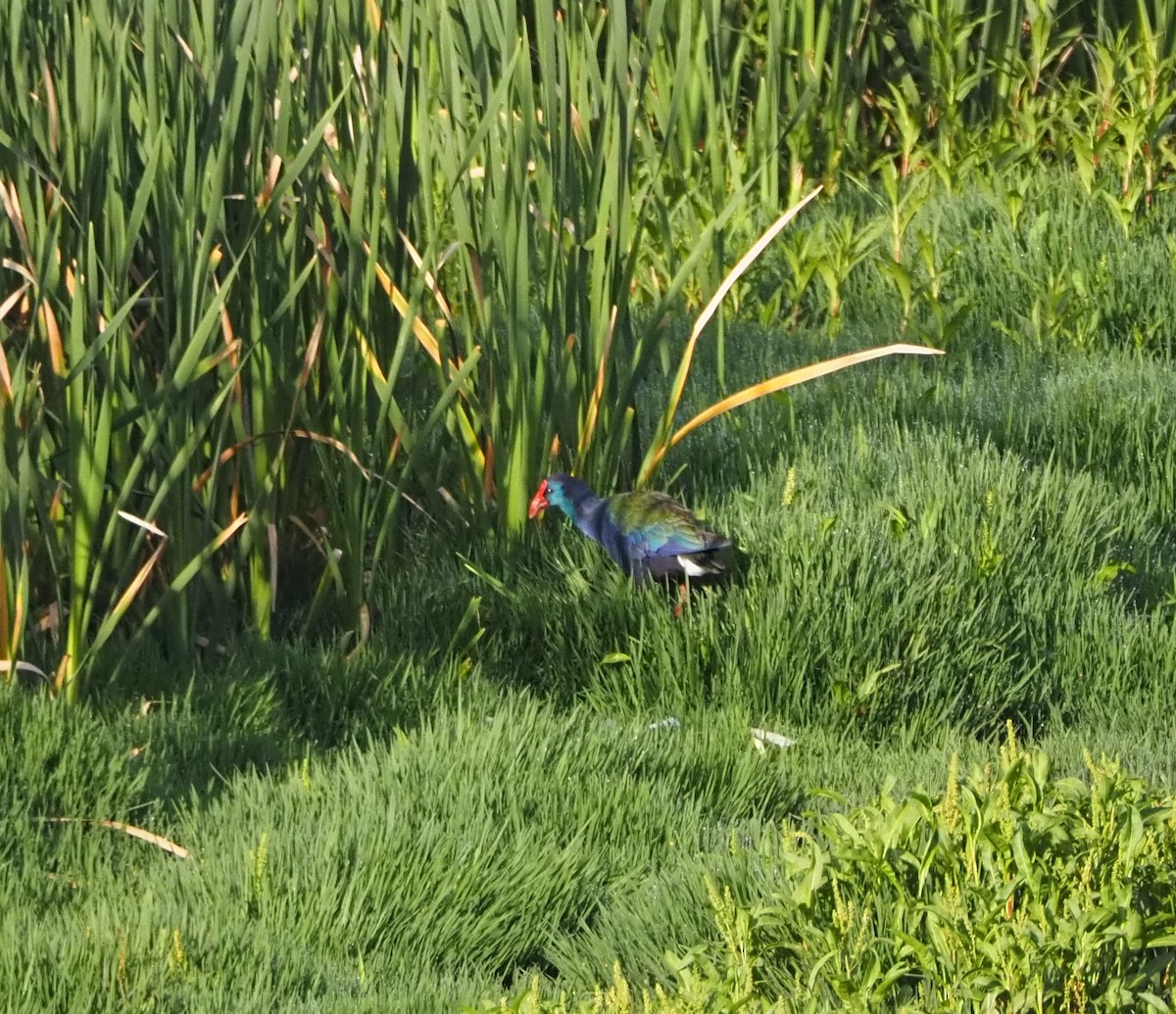 African Swamphen - ML638514505