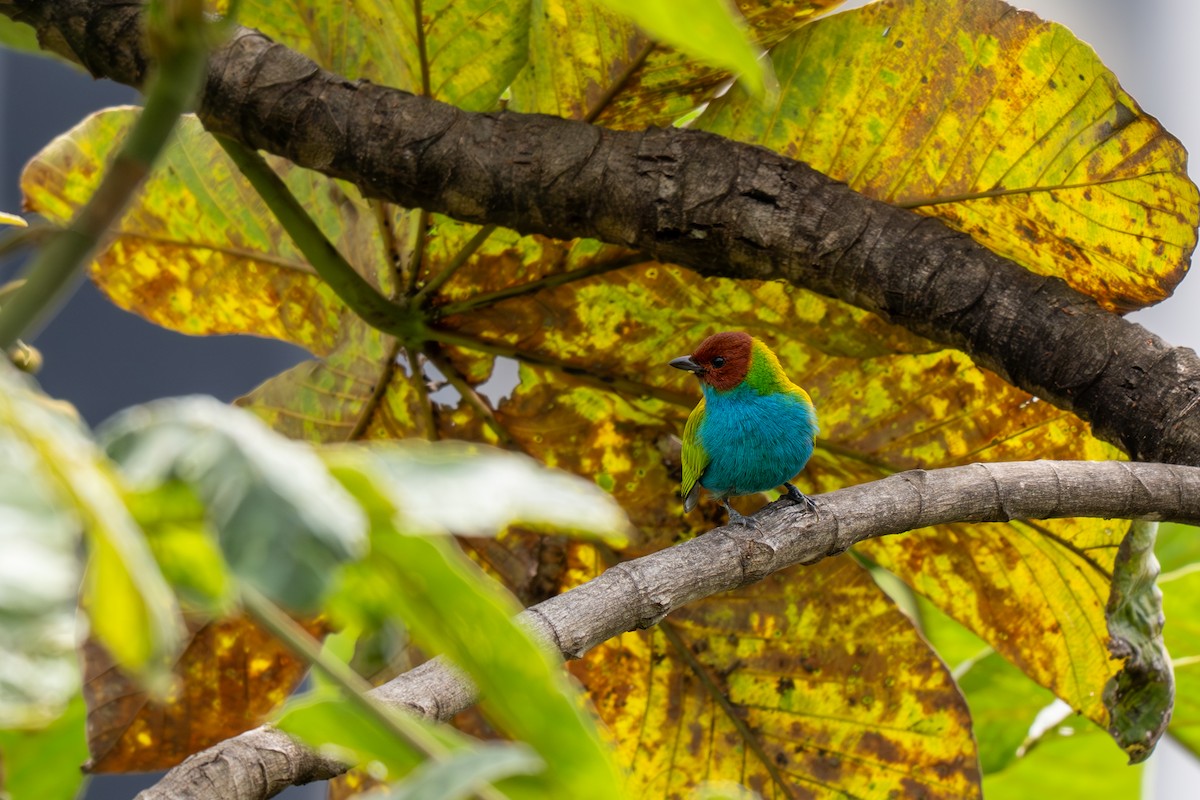 Bay-headed Tanager - ML638514506