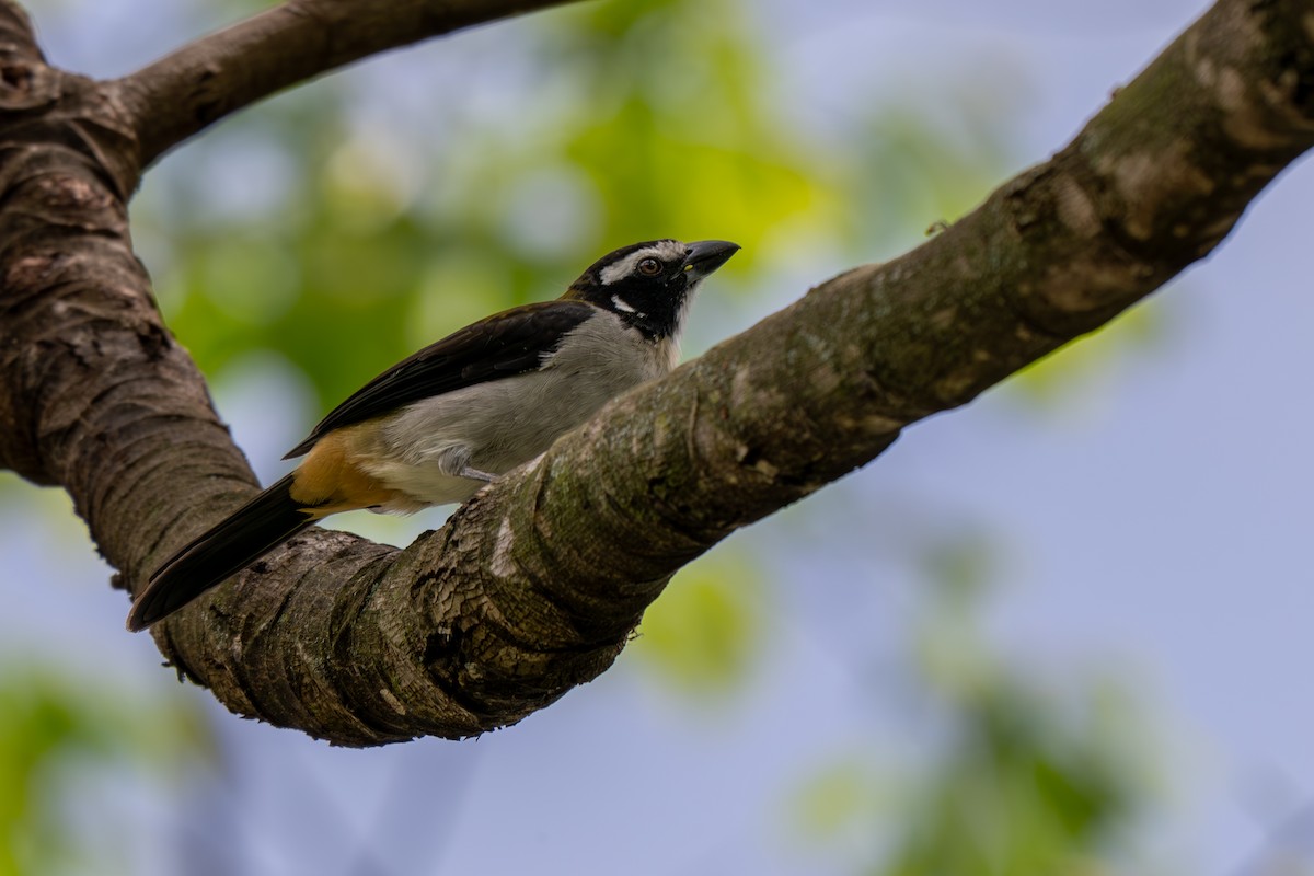 Black-winged Saltator - ML638514527