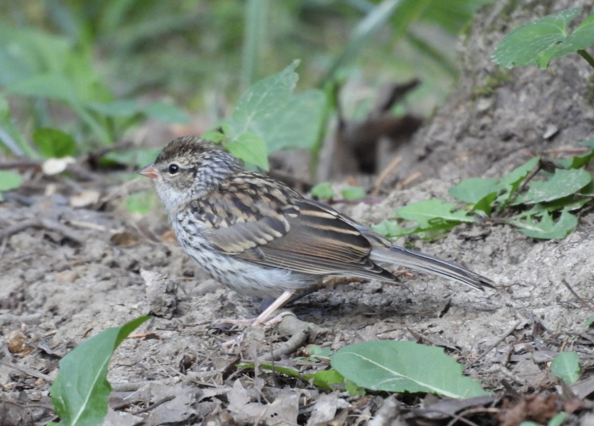 Chipping Sparrow - ML638514590