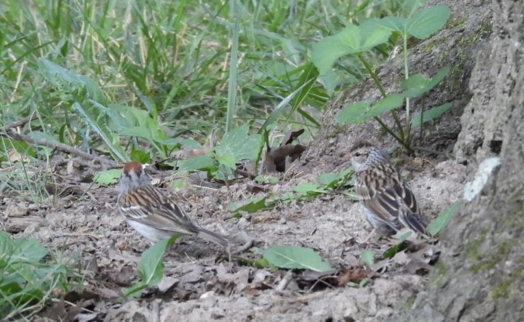 Chipping Sparrow - ML638514591