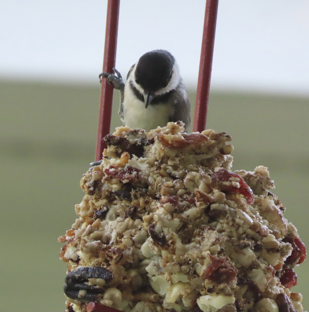 Carolina Chickadee - ML638514593