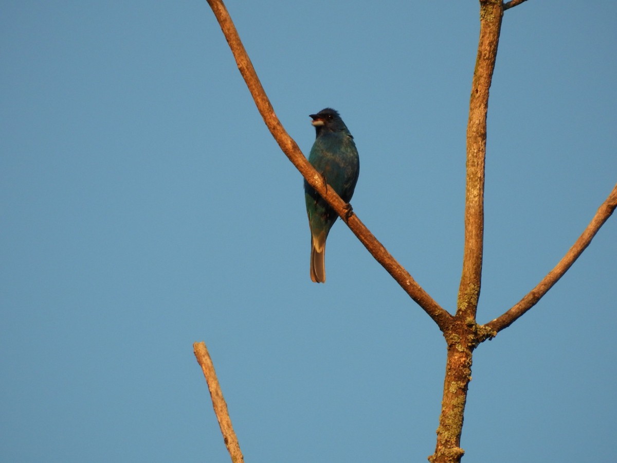 Indigo Bunting - ML638514604