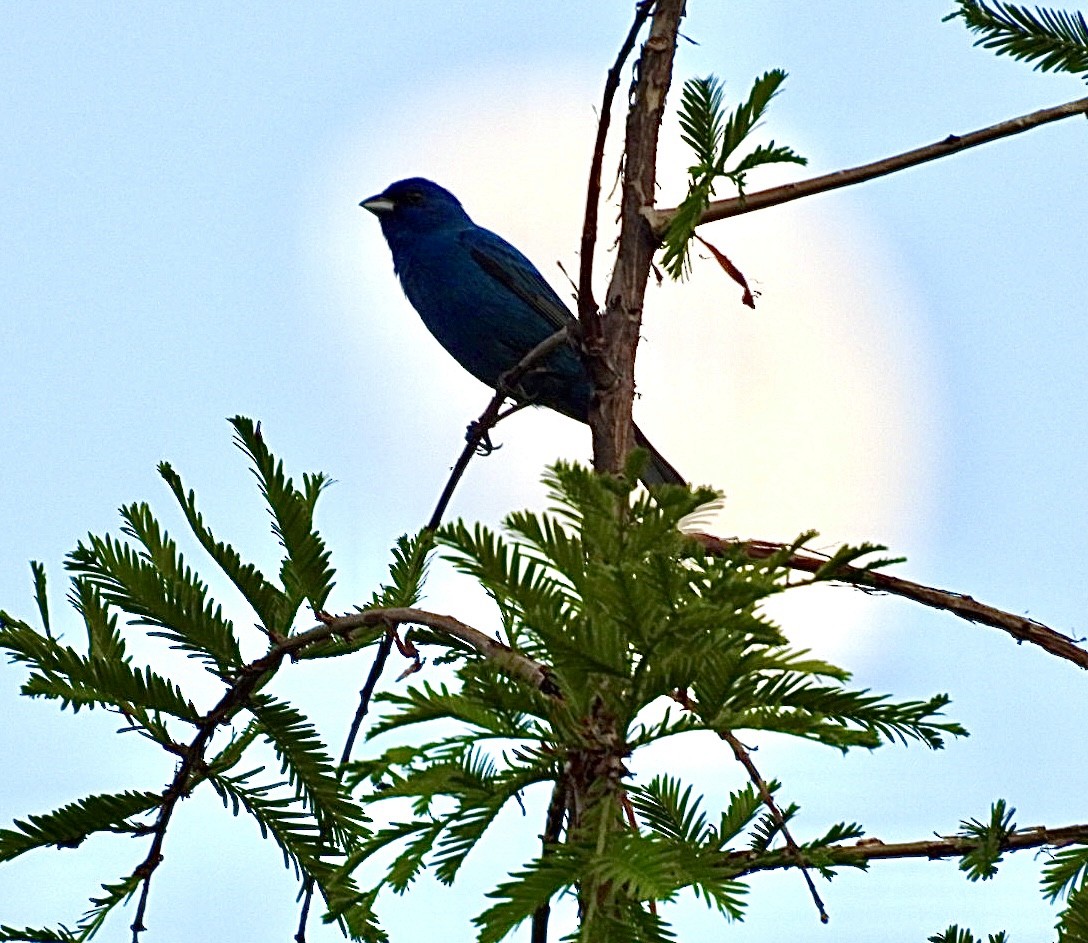 Indigo Bunting - ML638514605