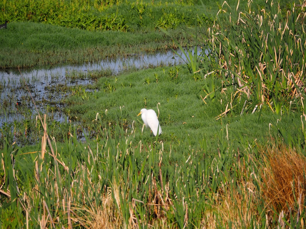 Yellow-billed Egret - ML638514616