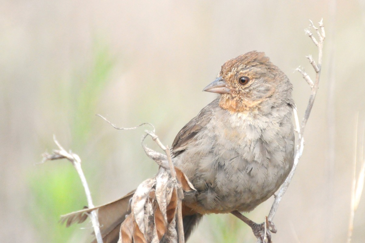 California Towhee - ML638514625