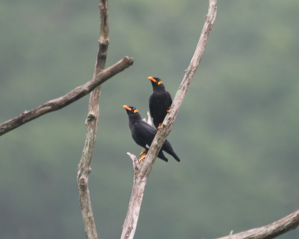 Common Hill Myna - ML638514639