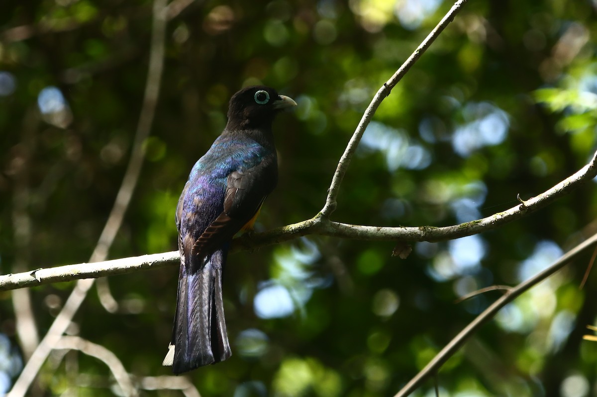 Black-headed Trogon - ML638514640